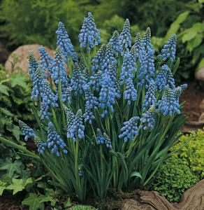 Muscari-Armeniacum-070z