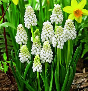 Muscari-White-Magic-100z